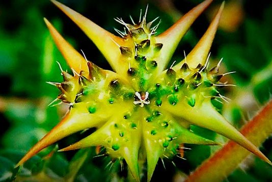 Kotvičník zemní si můžete vypěstovat doma na zahrádce nebo koupit