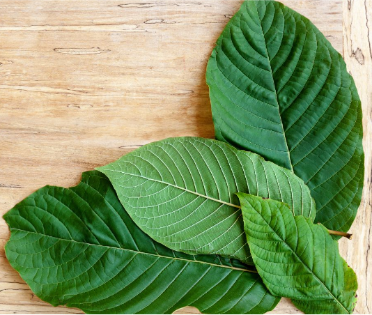 Kratom: Kra Thum Khok vs. kratom